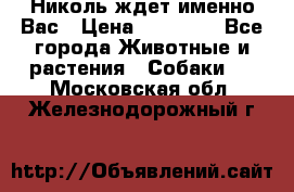 Николь ждет именно Вас › Цена ­ 25 000 - Все города Животные и растения » Собаки   . Московская обл.,Железнодорожный г.